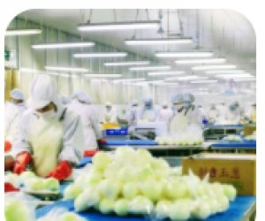 大阪知名食品工廠事務職