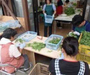 日本徳島県 - 特定農業工