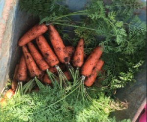 日本特定 - 德島縣 農業種植